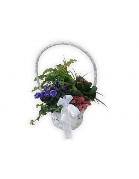 Grace Plant Basket