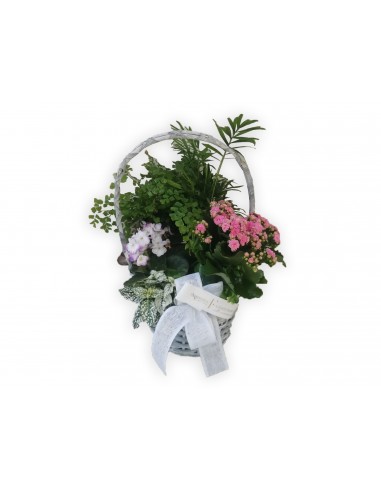 Lucia's plant basket