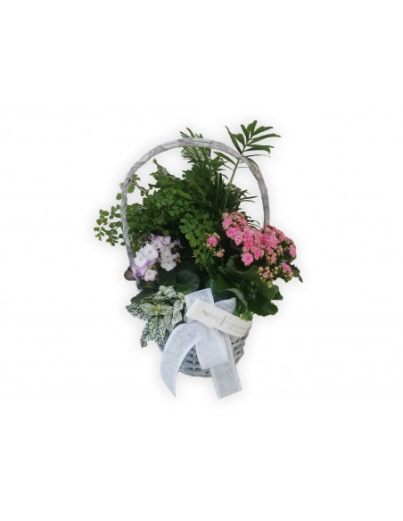 Lucia's plant basket