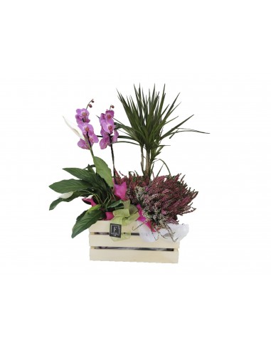 Cesta de plantas con orquideas