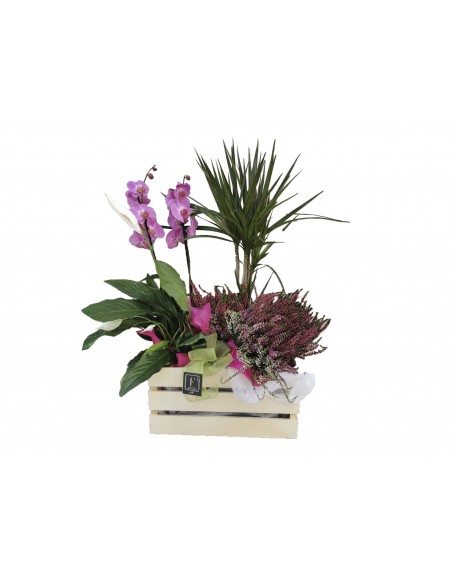 Basket of plants with orchids