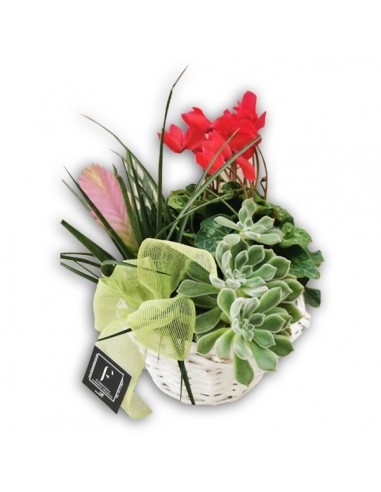 Cesta de Plantas Bromelia