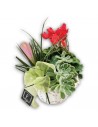 Bromeliad Plant Basket