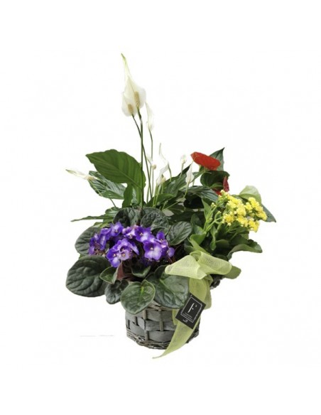 Cesta primavera