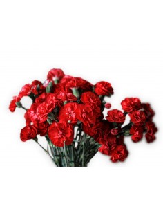 Strauß aus roten oder weißen Nelken