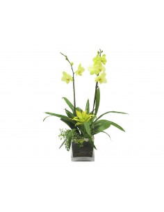 Gelbe Phelanopsis-Orchideenpflanzen