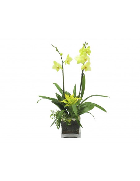 Yellow Phelanopsis orchid plants