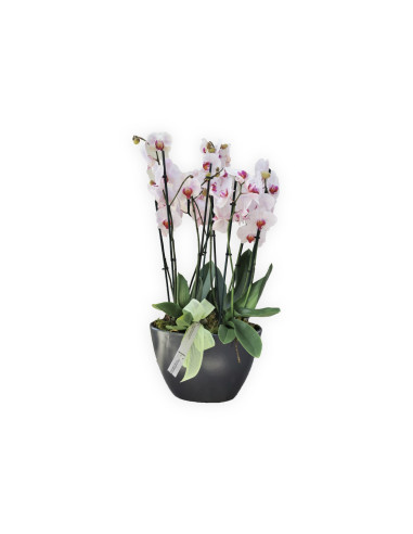 Reine Orchidee