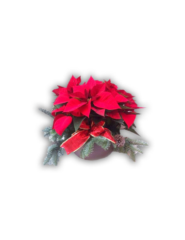 Weihnachtspflanze in einem Sockel mit einer Kugel