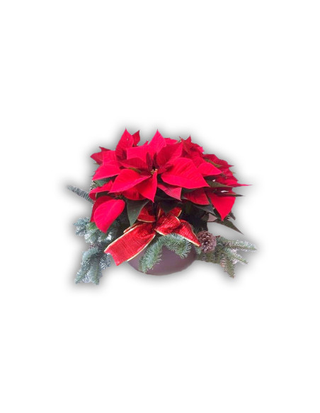 Weihnachtspflanze in einem Sockel mit einer Kugel