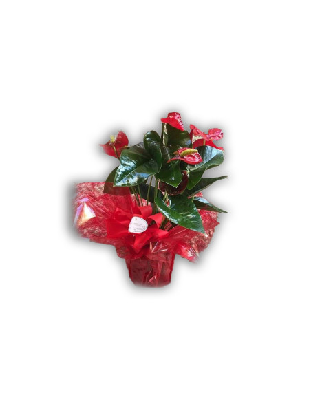 Red Anthurium in a pot