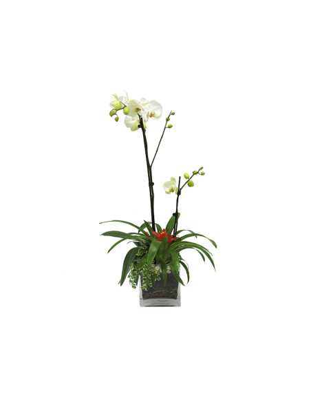 White Phelanopsis orchids