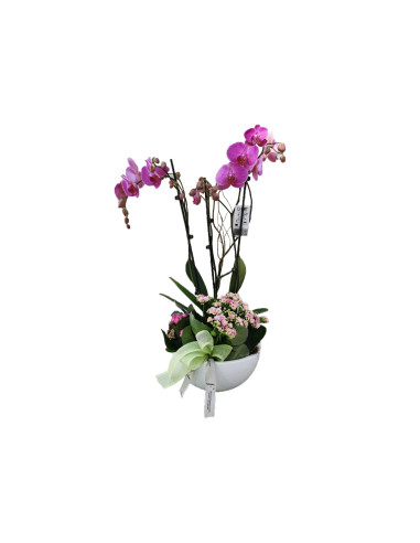 Romantic orchid