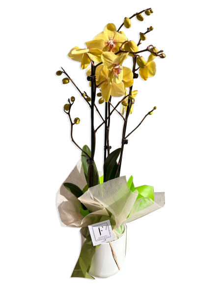 Special Valentine's Day Orchids