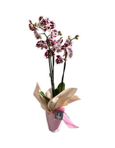 Orquideas Especial San Valentín 2
