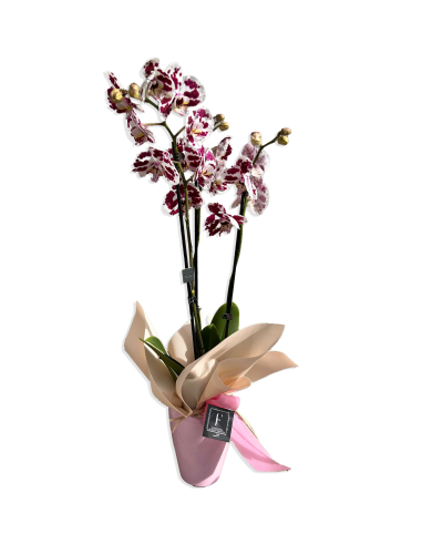 Besondere Orchideen zum Valentinstag