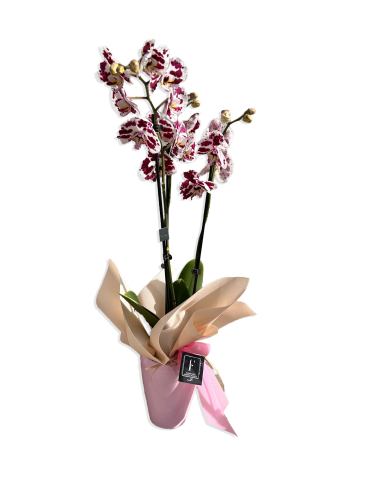 Special Valentine's Day Orchids