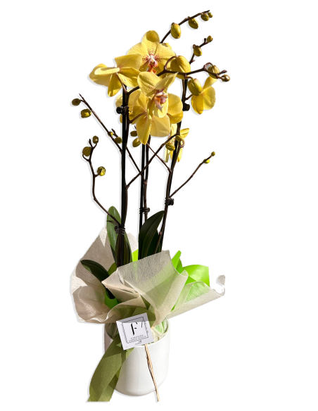 Special Valentine's Day Orchids