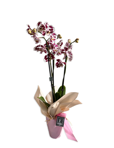 Besondere Orchideen zum Valentinstag