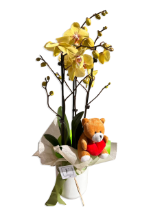 Orquidea y Osito de Peluche | Especial San Valentín 2