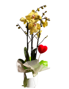 Orquidea y Corazón | Especial San Valentín