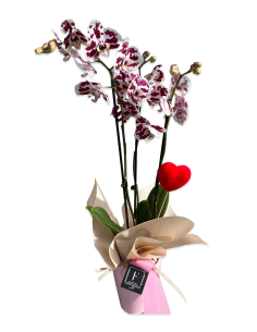 Orquidea y Corazón | Día de la Madre 2