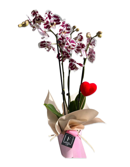 Orquidea y Corazón | Día de la Madre