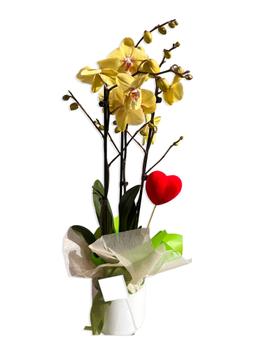 Orchid and Heart |Mother's Day