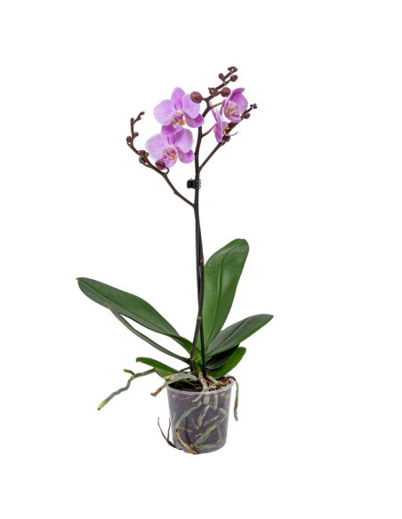 Orchid without ceramic