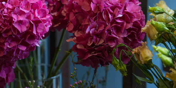 Hortensias: colores, significados y cómo usarlas para decorar